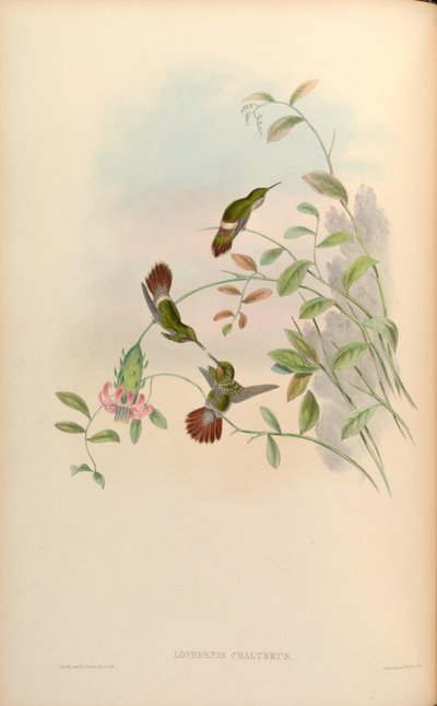 Lophornis chalybaeus - John Gould